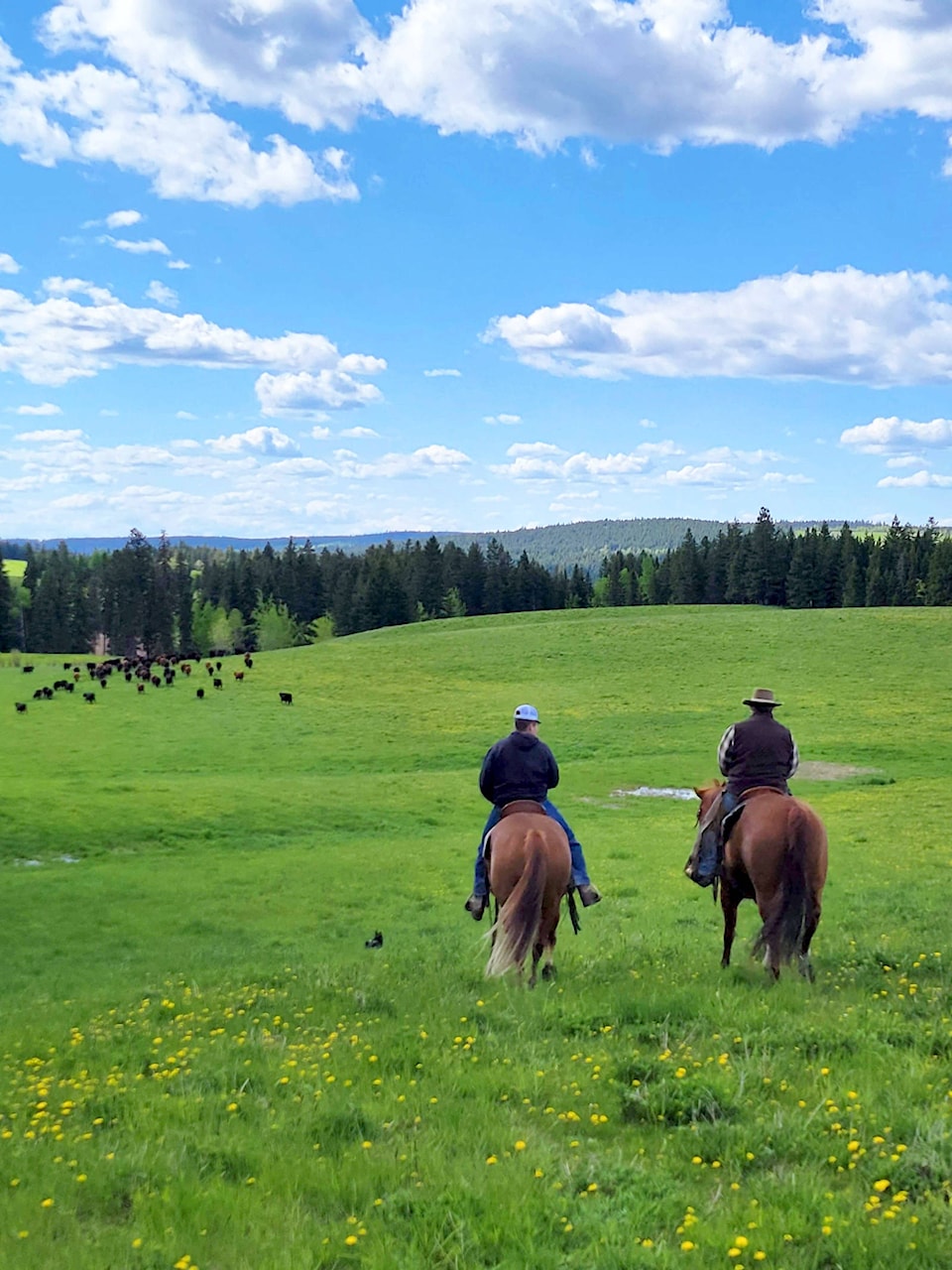 25597564_web1_624-WLT-Zirnheltcolumn-June24-ranching_1