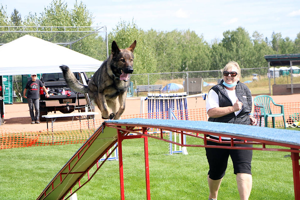 Porter the German Shepherd happily scrambles across an obstacle alongside his owner, Sandi Dixon, of Vernon, as part of the annual Cariboo Agility Team’s Agility Trials held last weekend at the 100 Mile House ballfields. The event drew 25 competitors and 35 dogs of all sizes and breeds, who competed in an ever-changing course consisting of jumps, tunnels and other obstacles. The dogs were judged on their performance and obedience. (Patrick Davies photo - 100 Mile Free Press)