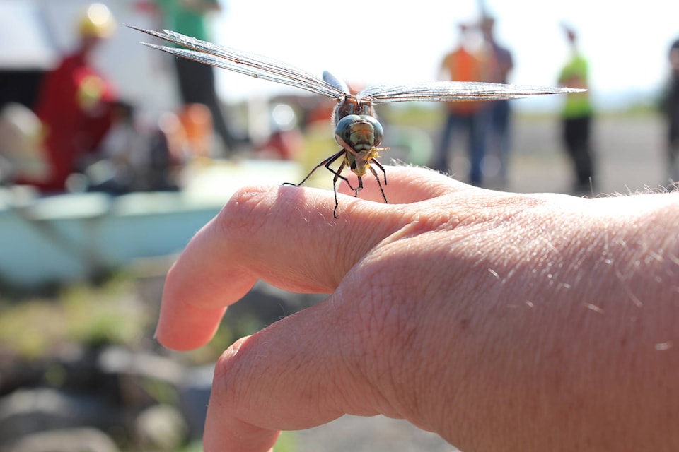 26561439_web1_210923-OMH-Insect-Behaviour-Cariboo_1