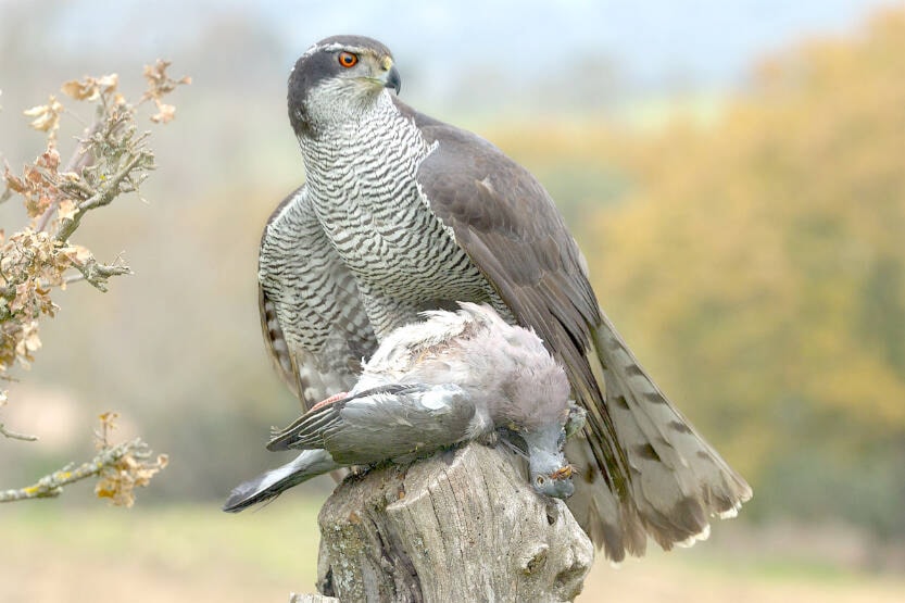 26782356_web1_Print-Goshawk-project