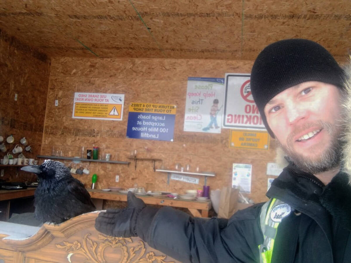 Buddy the Raven has spent much of the winter with his human friend Chadwick Everett, the station attendant for the Lac La Hache Transfer station. (Chadwick Everett photo)