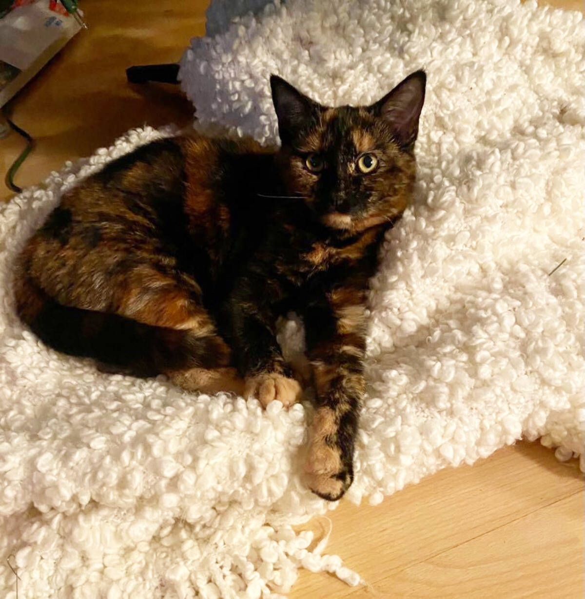 Freya, a formerly feral cat found near the Lac La Hache Transfer Station, has been adopted by Chadwick Everett. (Submitted photo)
