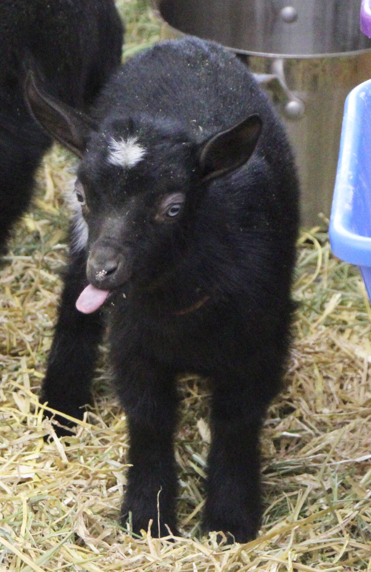 28727603_web1_220414-OMH-Goat-Milk_4