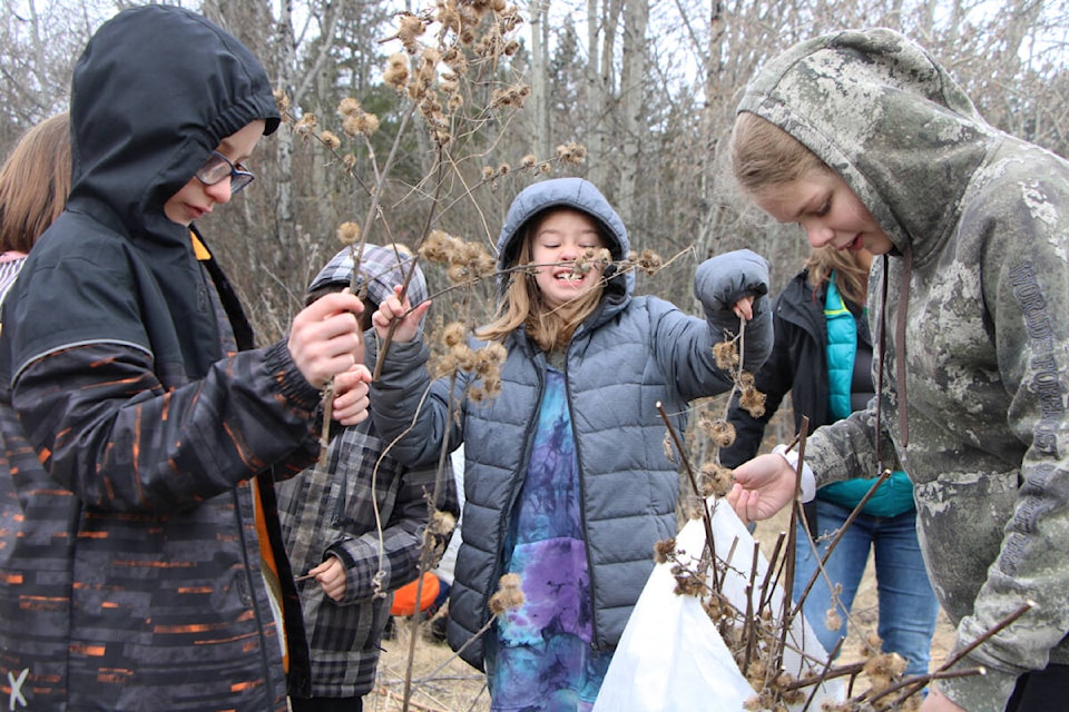 Jacob Plewes (left) and Ella Shimmin happily shove burdock into a bag held open by Ava Gould on Earth Day. (Patrick Davies photo - 100 Mile Free Press)