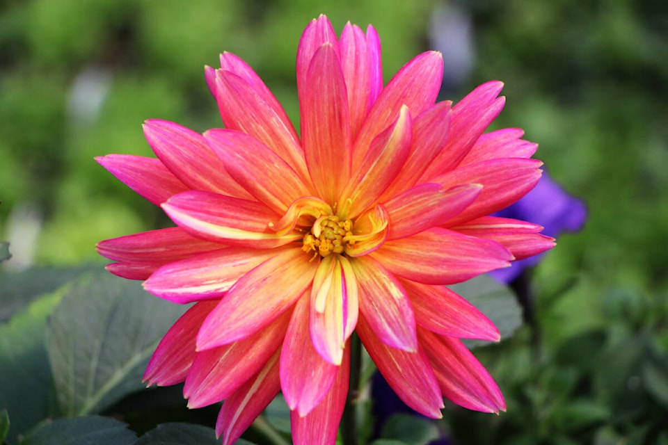 Flower blooming at the Horse Lake Garden Centre. (Patrick Davies photo - simplymastery)
