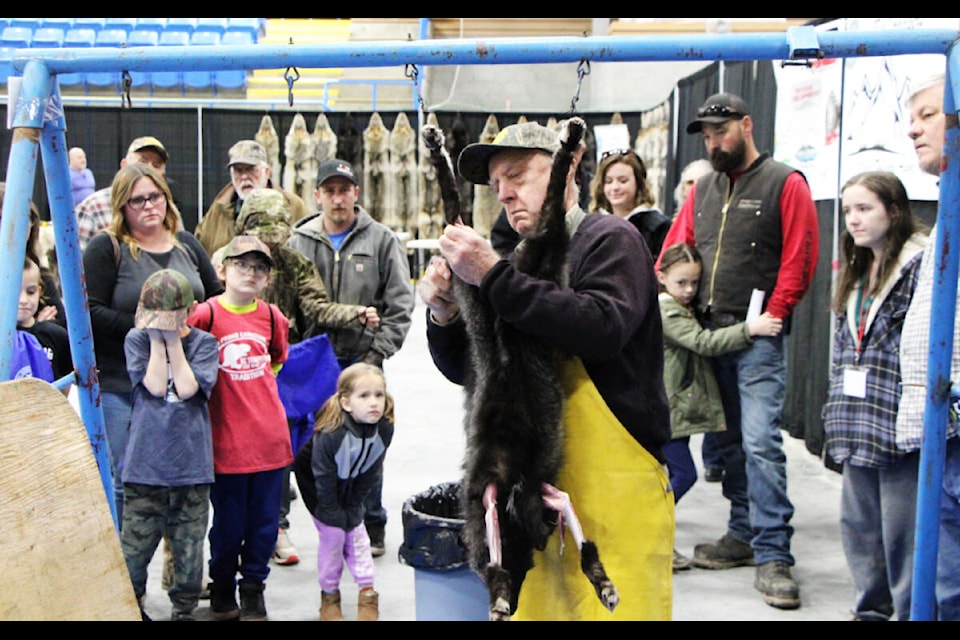 George Noth skins a fox for a crowd of onlookers at the BC Trappers Association last Saturday. (Patrick Davies photo - 100 Mile Free Press)
