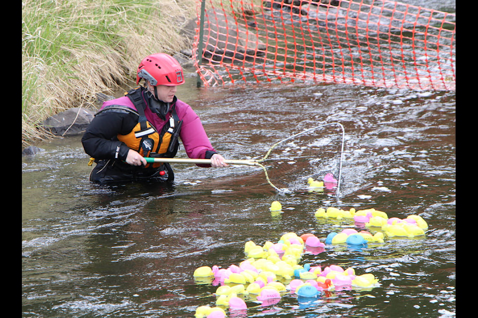 South Cariboo Search and Rescue member Melissa Johnston scoops up the three fastest ducks from Bridge Creek Saturday. (Patrick Davies photo - 100 Mile Free Press)