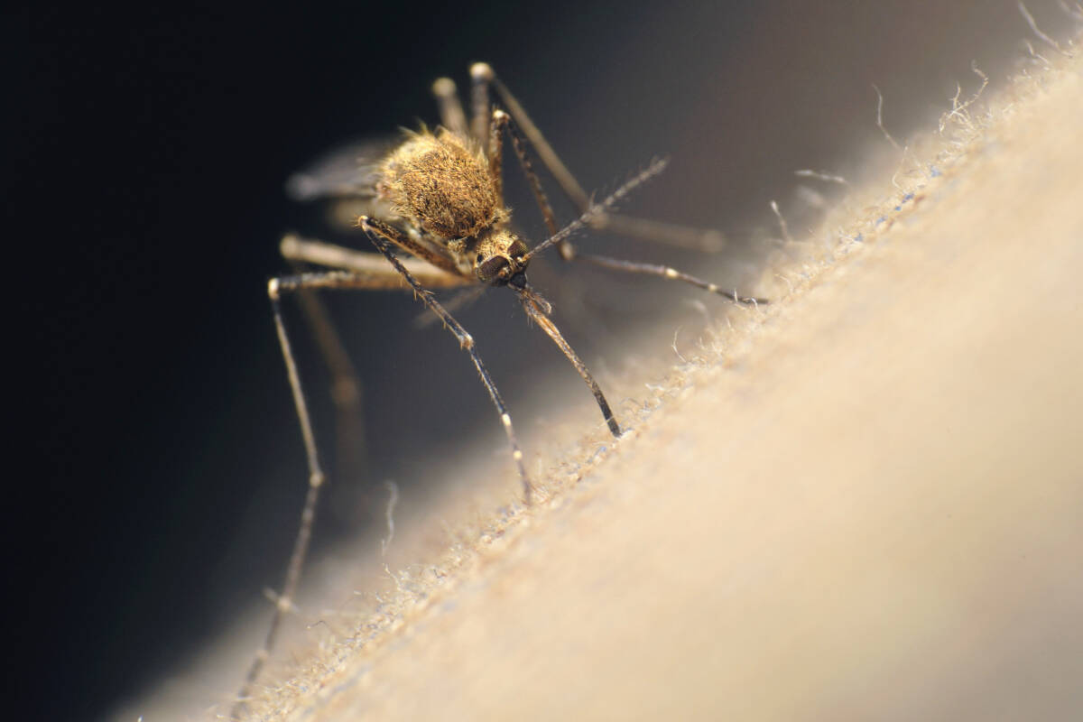 B.C. mosquito boom may not hatch despite buzz about colder spring: expert