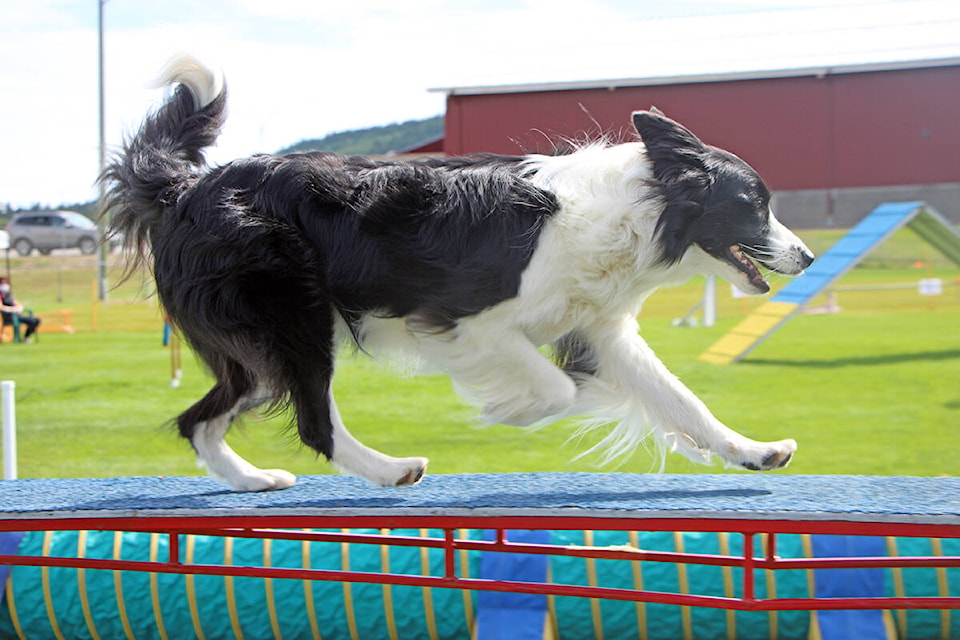 Flight the border collie walks along an obstacle at the Cariboo Agility Team’s agility course on Saturday, Aug. 28, 2021. (Patrick Davies photo - 100 Mile Free Press)