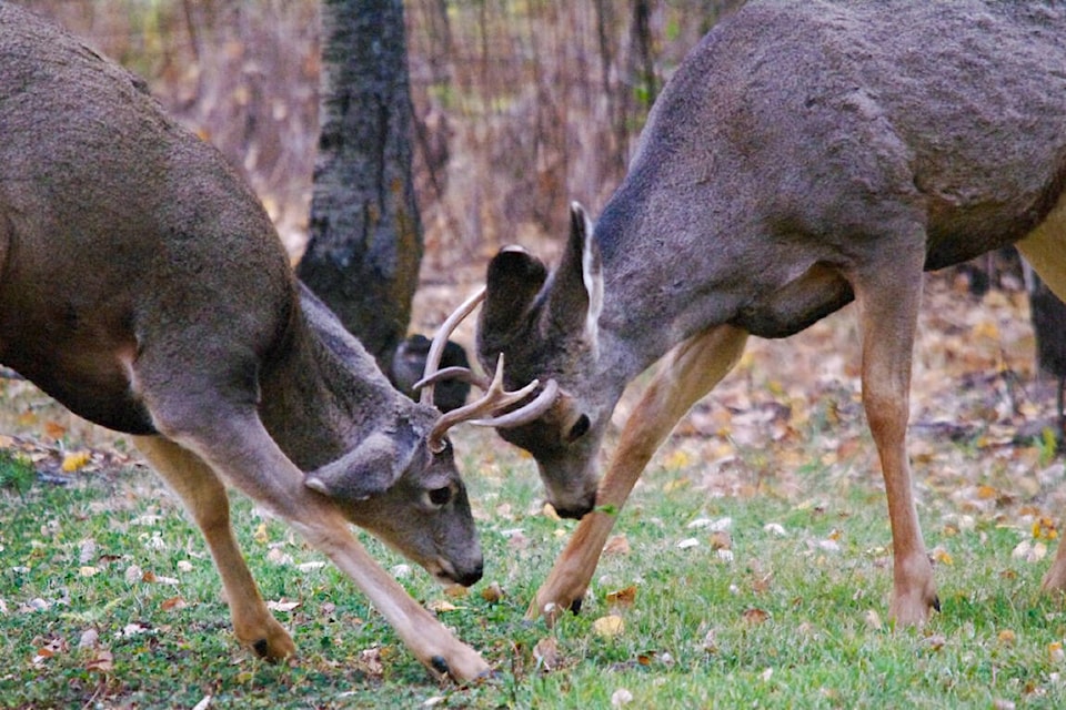 Two bucks fight in the 108 Mile Ranch last week as the rut begins in the South Cariboo. (Chris Nickless photos)