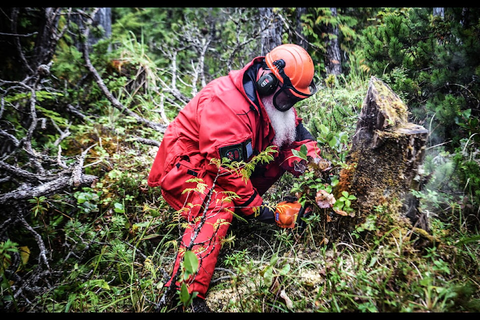 Canadian Ranger Wayne Laughren of the 100 Mile House Canadian Ranger Patrol uses a chainsaw to clear brush and fallen trees during Phase 1 of the 4th Canadian Ranger Patrol Group Kitkatla Trail project in Kitkatla, BC. (Photo submitted)