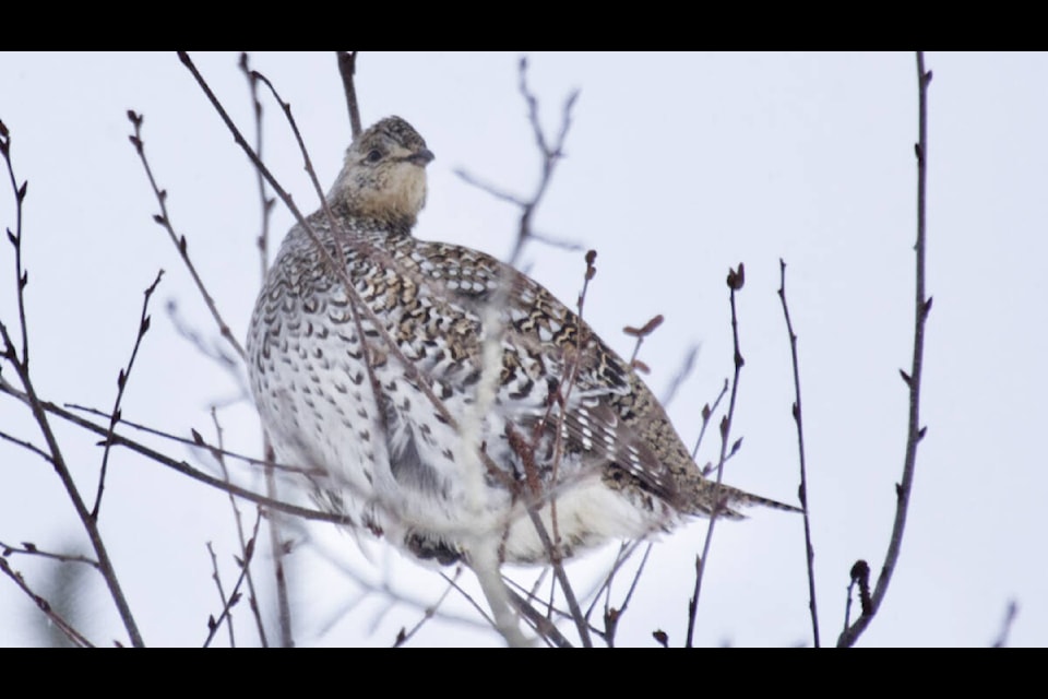 A sharp-tailed grouse roosts near 100 Mile House last weekend. (Susan Gower photo)