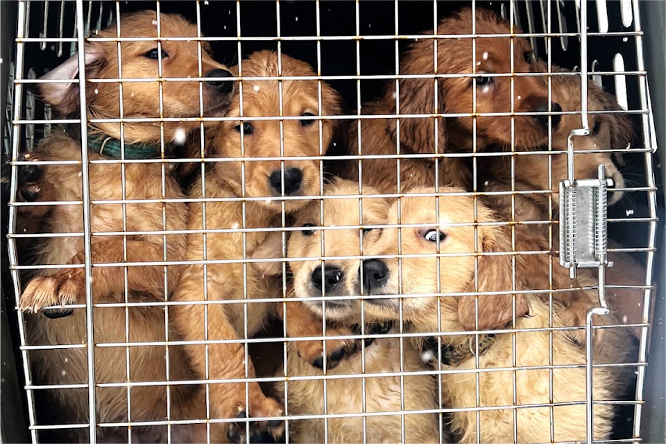 Spca shop golden retriever