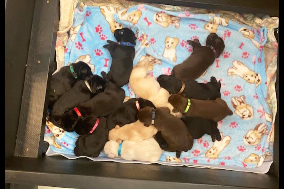 Fourteen puppies were born to Marie Beer’s chocolate lab Willow on Feb. 13. (Photo submitted)