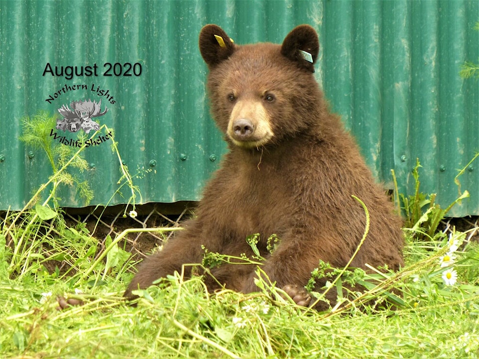 32064218_web1_230316-SIN-FINE-FOR-CAGED-BEAR-CUB-therock_1