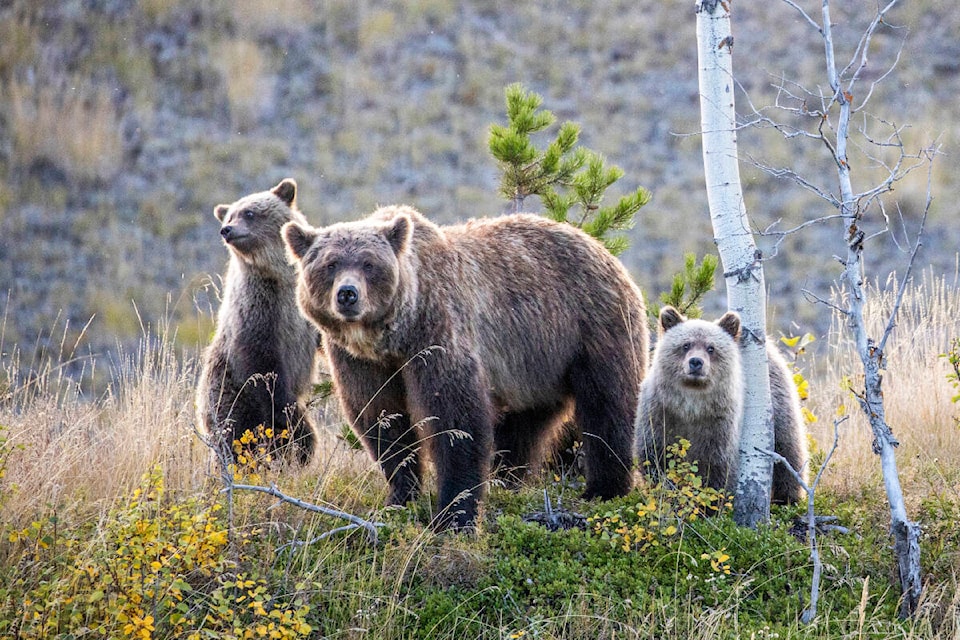 ‘Wildlife Grizzly’ by Donna Marshall