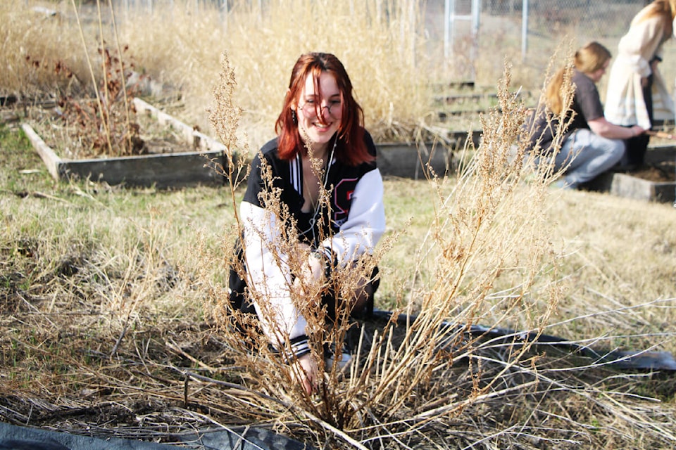 Charlotte Steere clears out some dead plants at Peter Skene Ogden Secondary School’s garden. (Patrick Davies photo - 100 Mile Free Press)