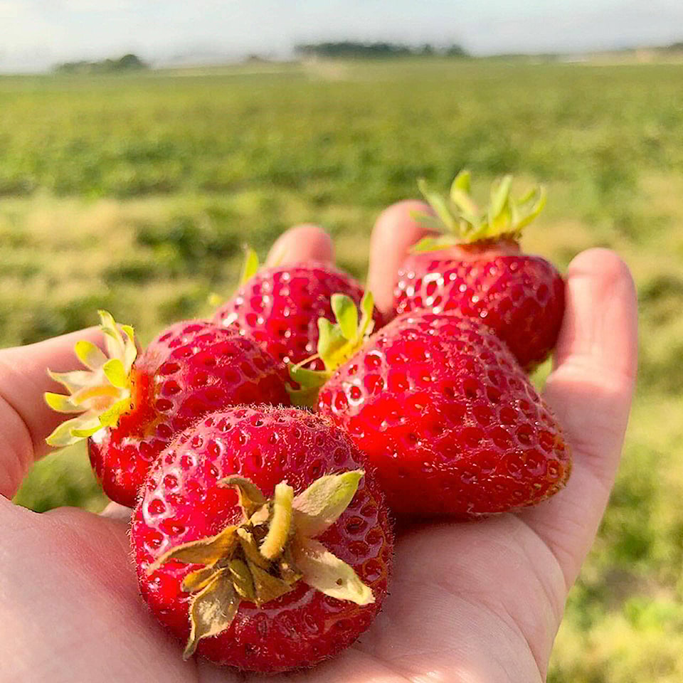 32803854_web1_strawberriesMED