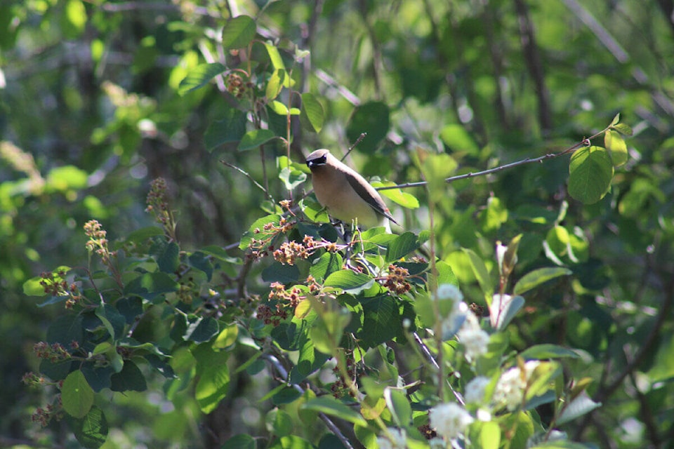 32945787_web1_230608-OMH-Bird-Walk-_1
