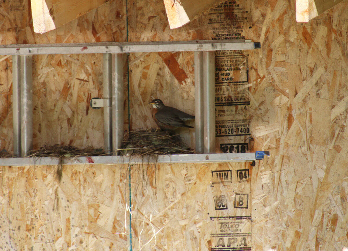 32945787_web1_230608-OMH-Bird-Walk-_3