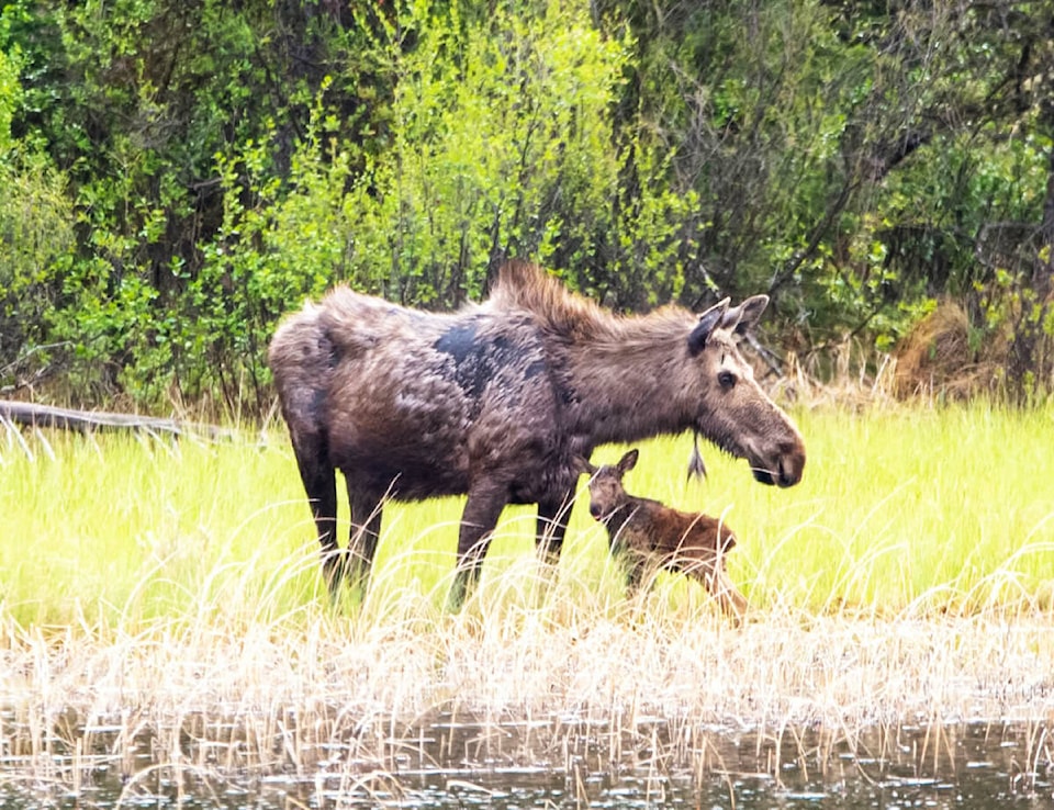 33416368_web1_230601-OMH-Animals-Standalone_1
