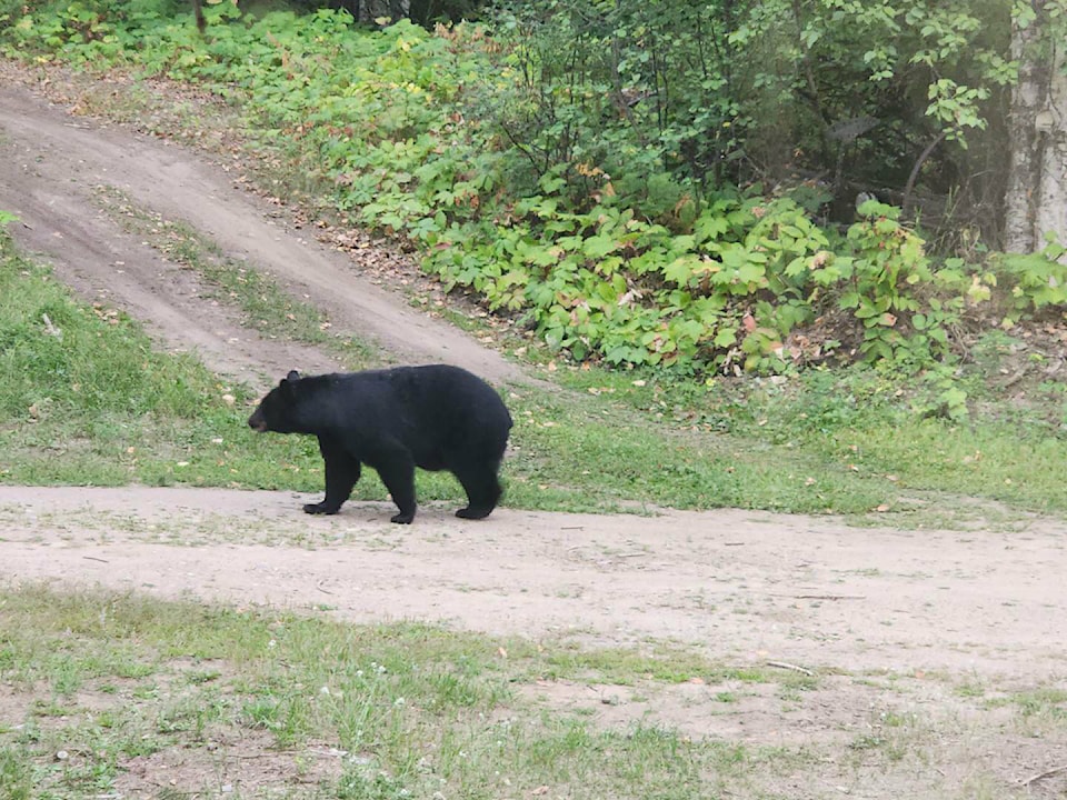33662536_web1_230822-OMH-Bear-safe-berries-_2
