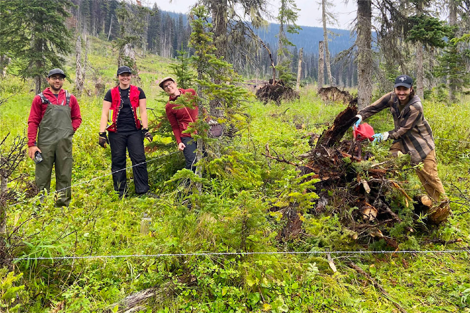 Barbed wire enclosures are set up by this team of scientists not to capture grizzly bears but to snag hair samples. (Photo submitted)