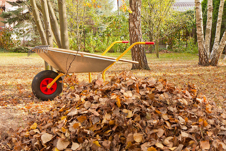 33923533_web1_M-leaves-edh-191109
