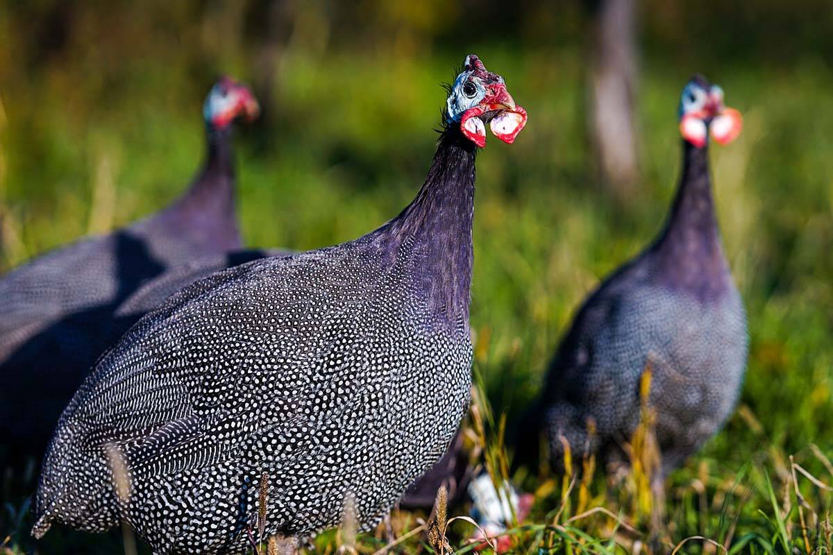 Vancouver woman allowed to keep guinea fowls for 'pure joy of  companionship' - 100 Mile Free Press