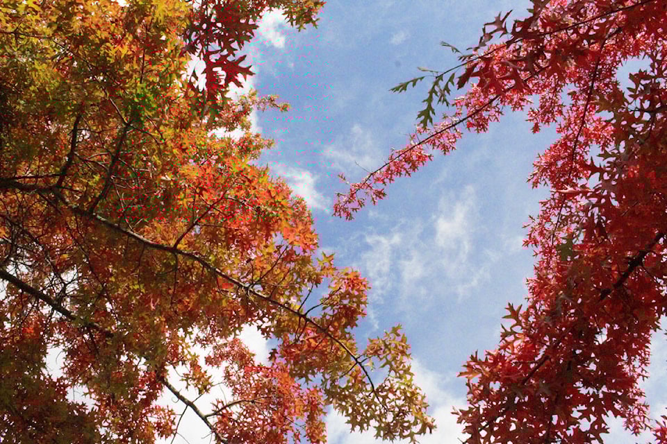 34147920_web1_201010-SNE-FallStandalones-FallInSaanich_1
