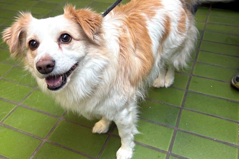 Dog hit by car in Abbotsford turned over to SPCA, awaits surgery