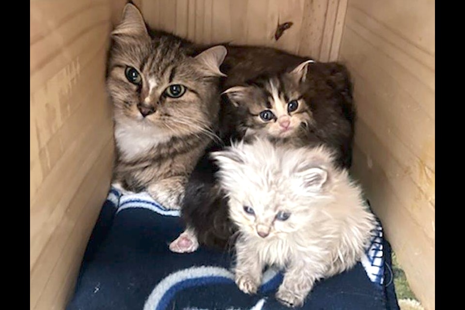 This cat and her kittens were found in an abandoned vehicle in Abbotsford. 
