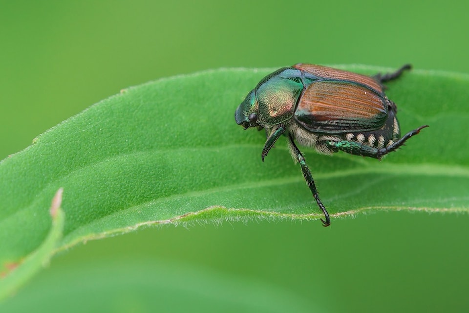 japanese-beetle