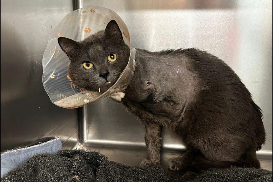 Simon the cat following amputation surgery. (Submitted)