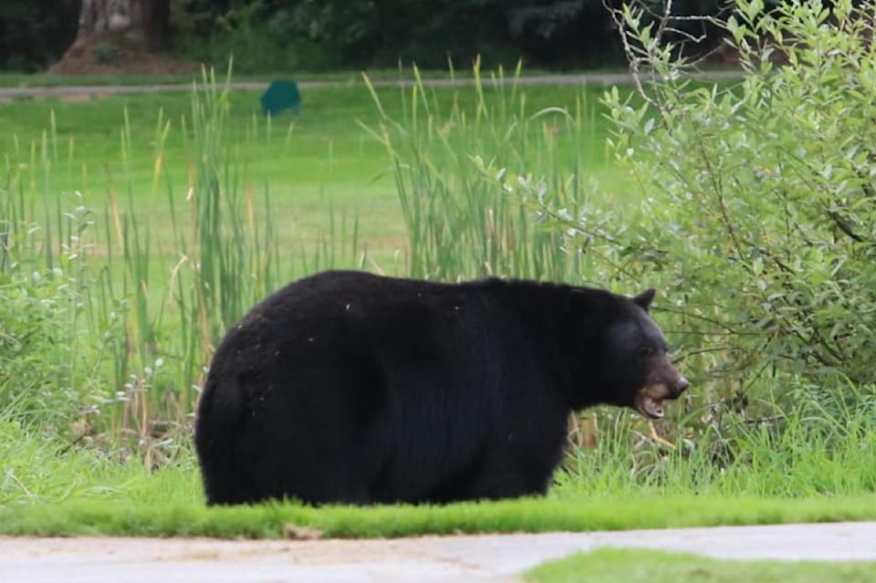 bear-sighting