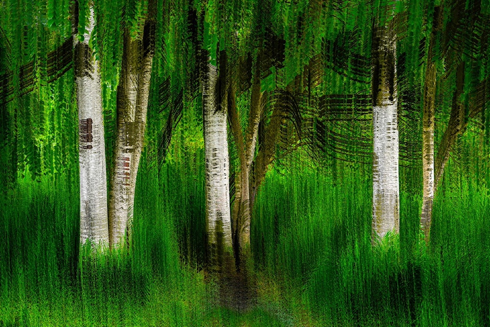 This photo by Betty Johnston is titled Tree Harmony by Willband. The Abbotsford Photo Arts Club holds an exhibit in Mission from June 17 to July 5. 