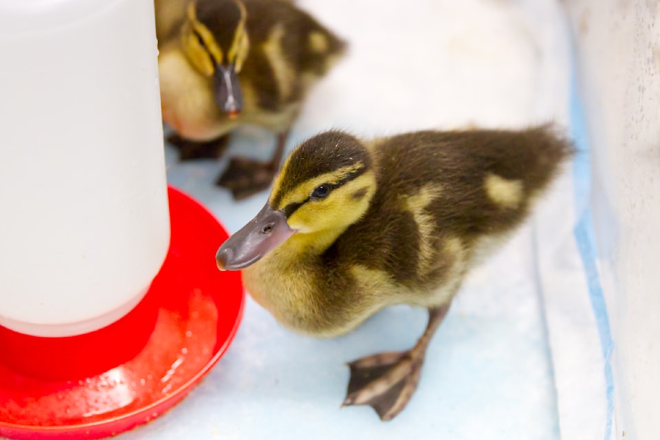 Elizabeth's Wildlife Center rehabilitates more than 1,000 animals from all around southern B.C. each year.