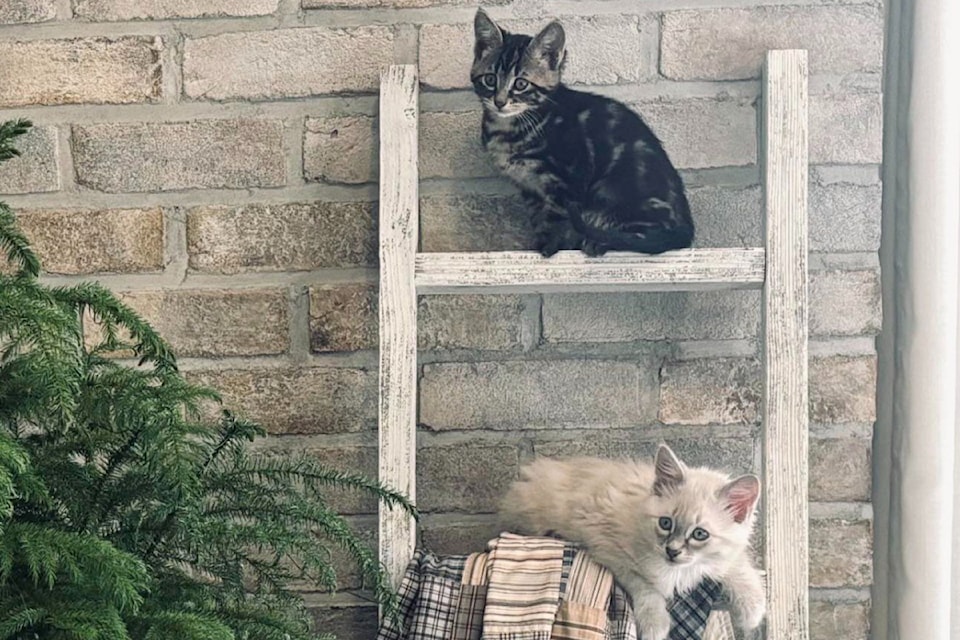 kitten-season