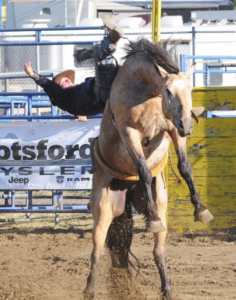 Denver Derose of Kamloops on Yellow Grass in Bareback Riding. John Morrow