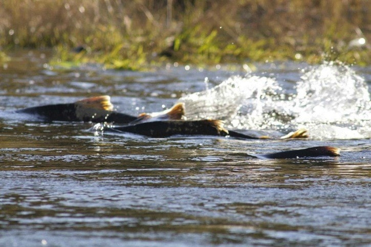 13793BCLN2007chinooksalmon