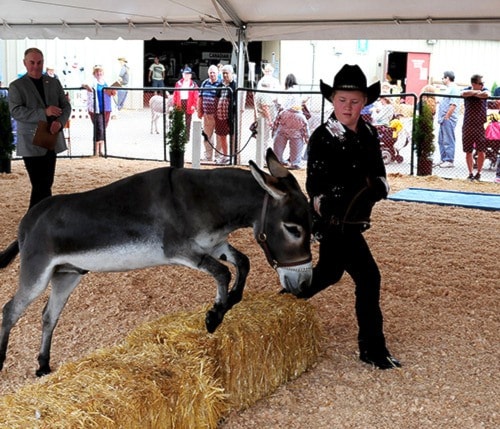 18792abbotsfordAgrifair-6-MORROW