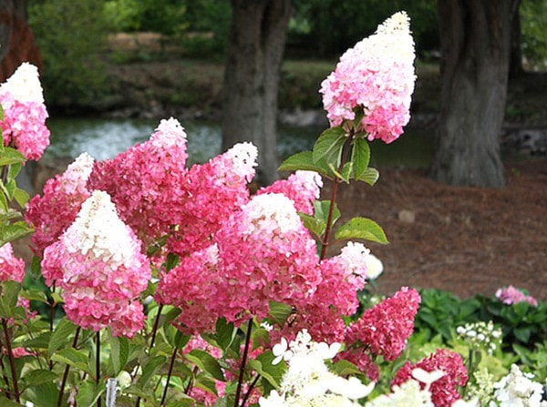 Hydrangeas add a burst of colour to summer gardens.