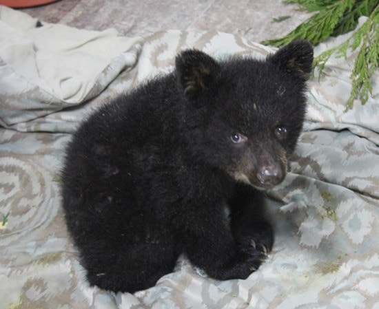 20203abbotsfordMollythetinybabybear