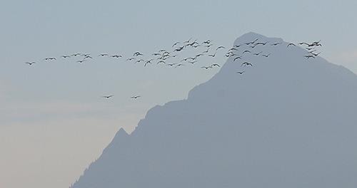 Canadian Geese fly past mountains from Sumas Prarrie on Oct 19 2010.