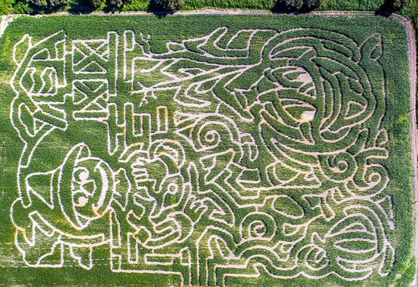 The Roadside Harvest Social, opening this Friday, includes three corn mazes.