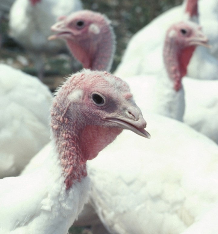 23930abbotsfordTurkeyFarm_ThinkstockWEB