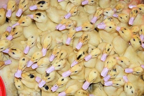 28250abbotsfordDucks3