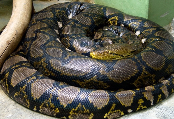 29136missionReticulated-Python