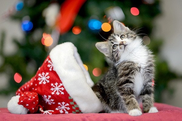 The SPCA offers several tips for keeping your pets safe this holiday season.