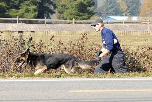 44243abbotsfordPolicedog3